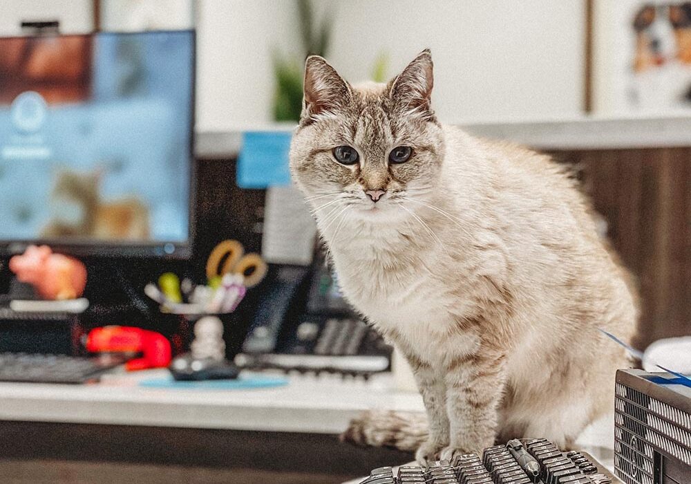 Office Cat