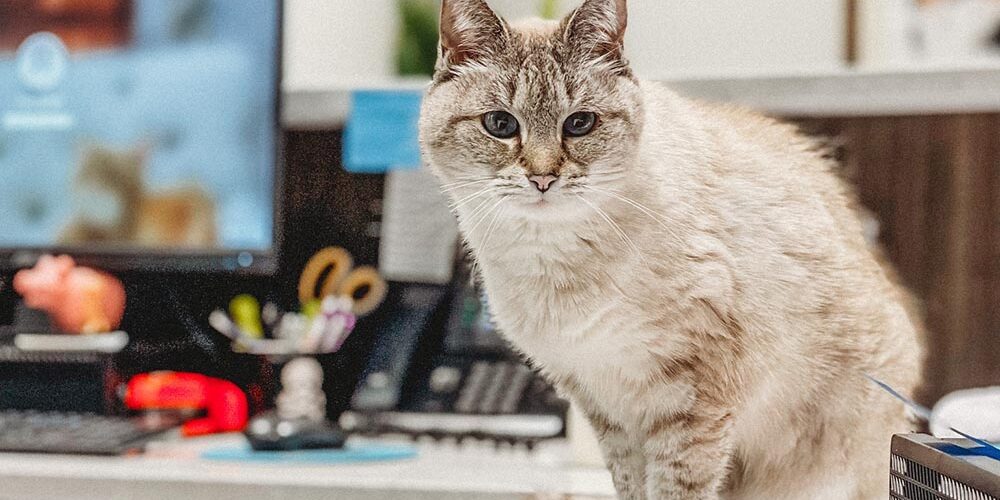 Office Cat