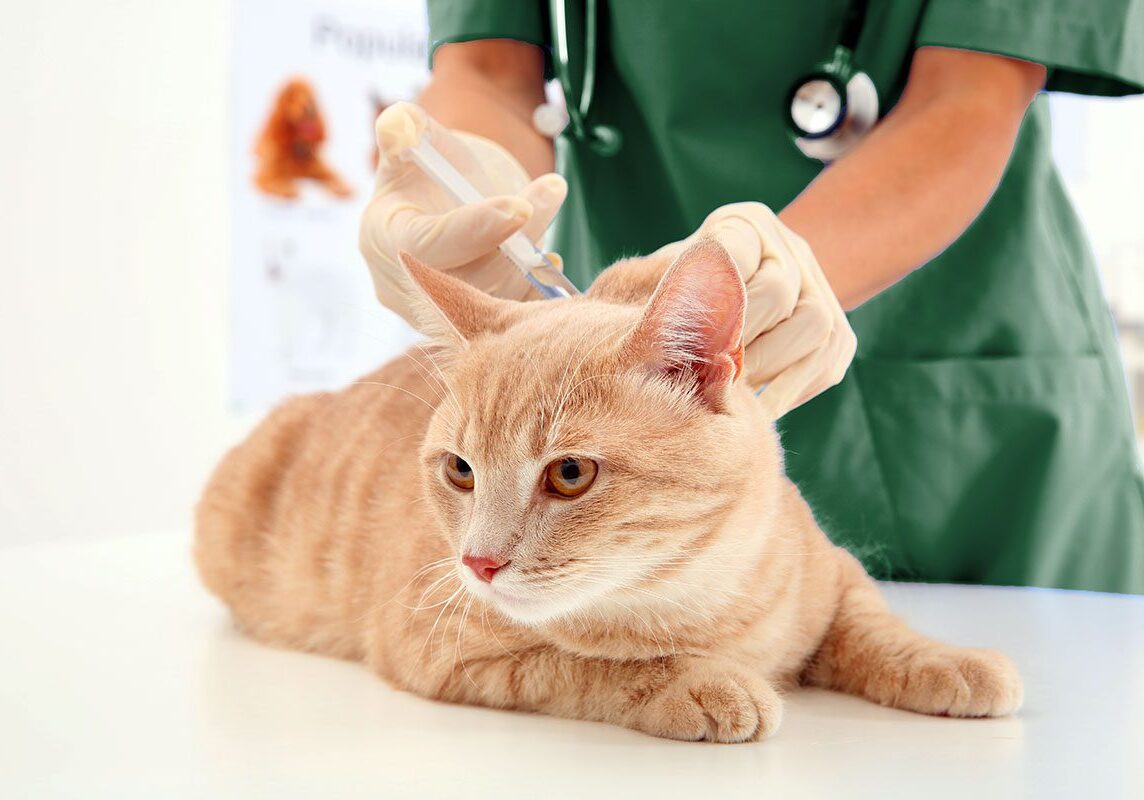 Orange Cat Getting A Vaccine