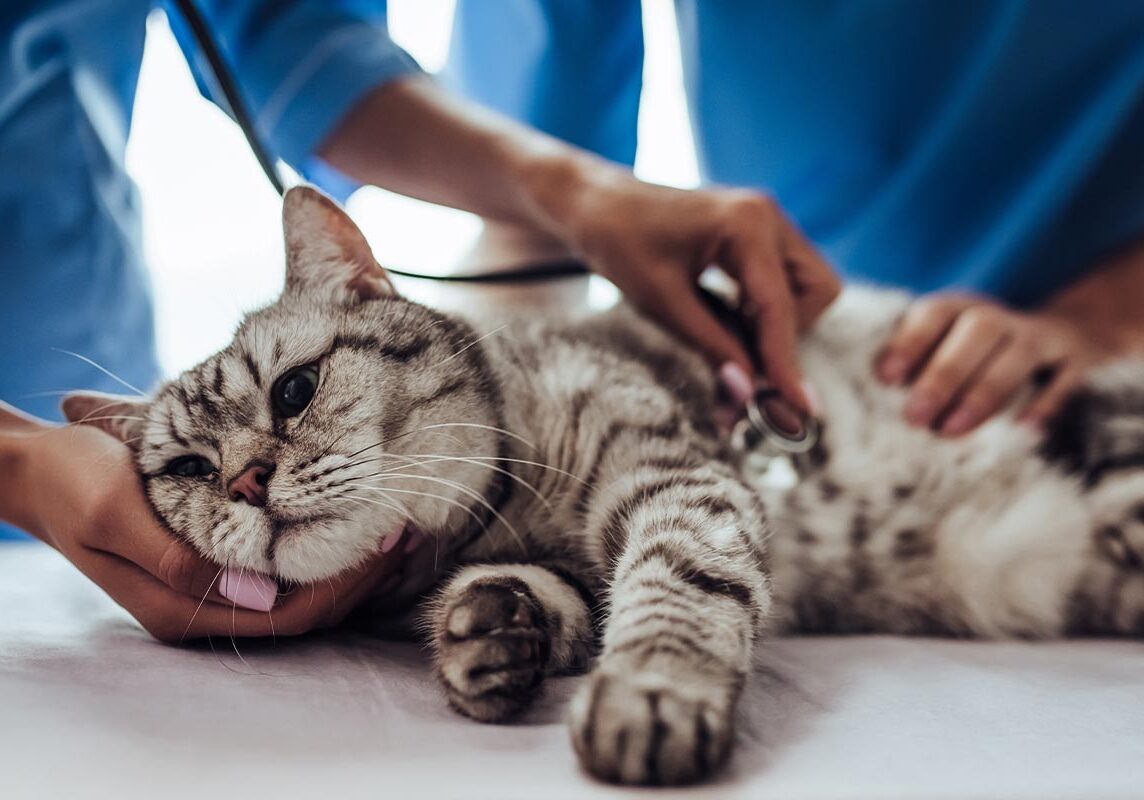 Striped Cat Lying On Side During Heart Checkup