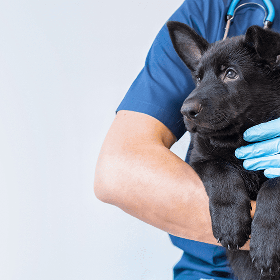 Vet And Dog Pose